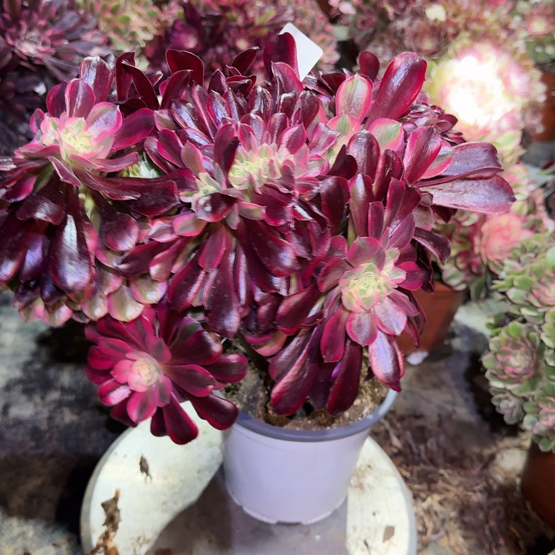 多肉植物美杜莎666