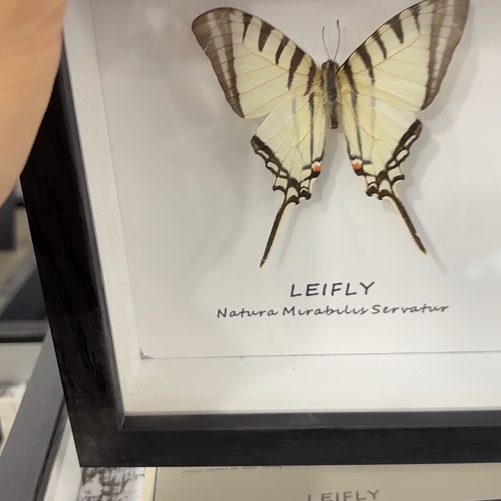 l***l蝴蝶标本定制477@