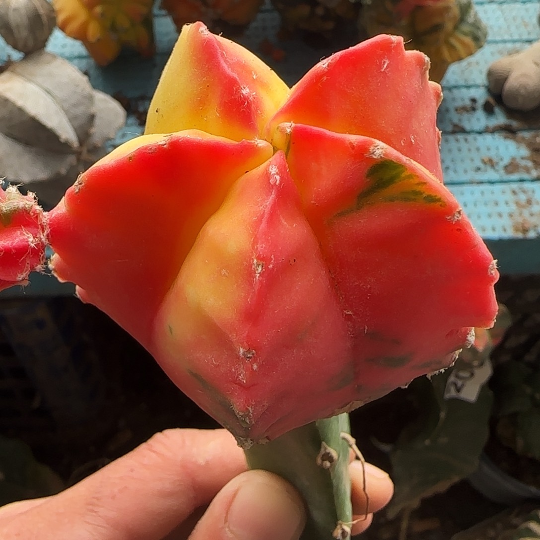 鸾锦633仙人球开花