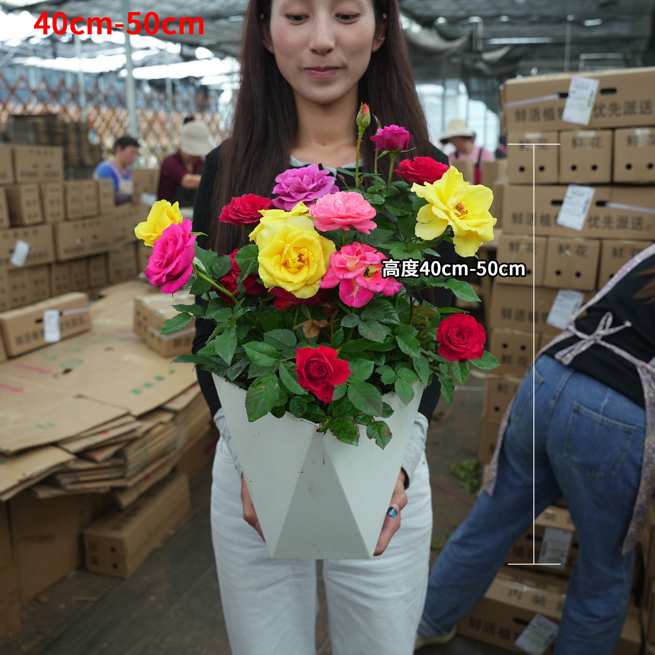 混色月季盆栽花卉多季节重复开花适合阳台庭院种植6