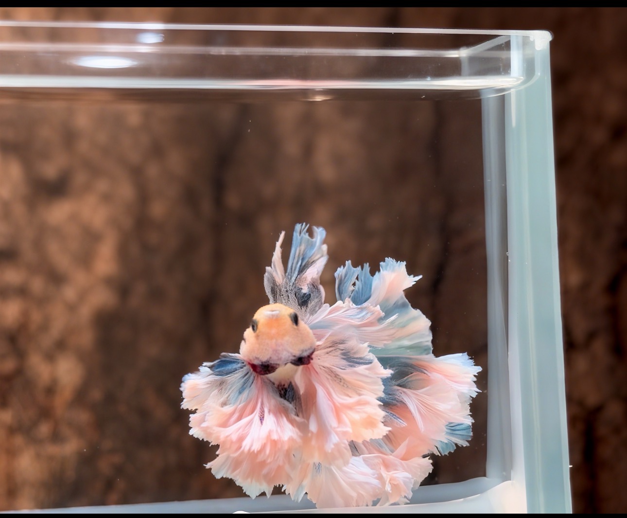 印尼斗鱼 球球耳斗鱼 