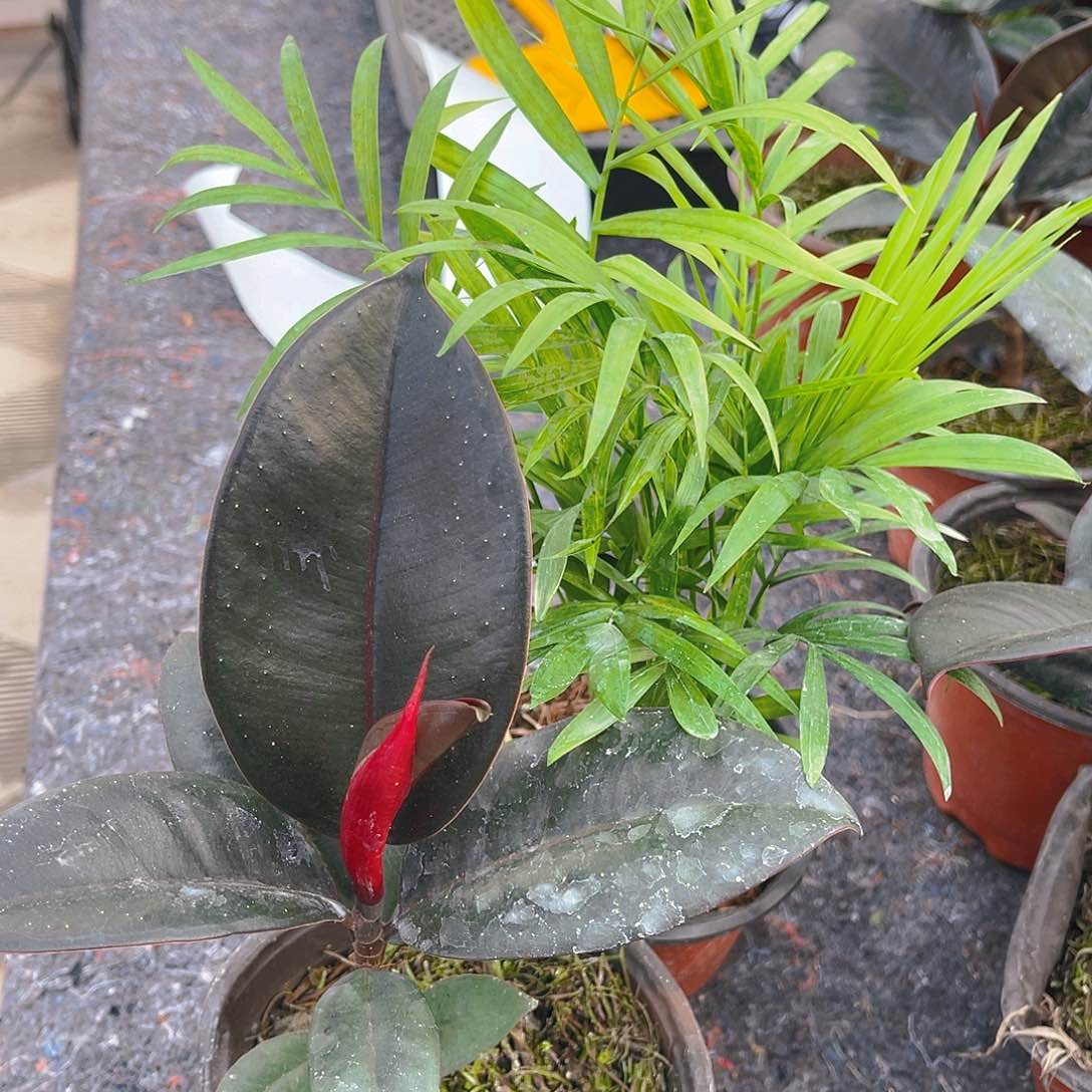 完全开放橡皮树，椰子树