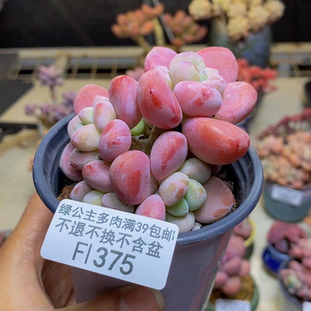 375樱花洛神多肉7c m