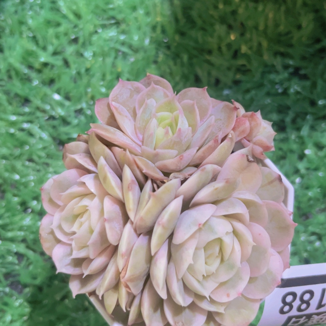 昂斯诺锦03188多肉植物