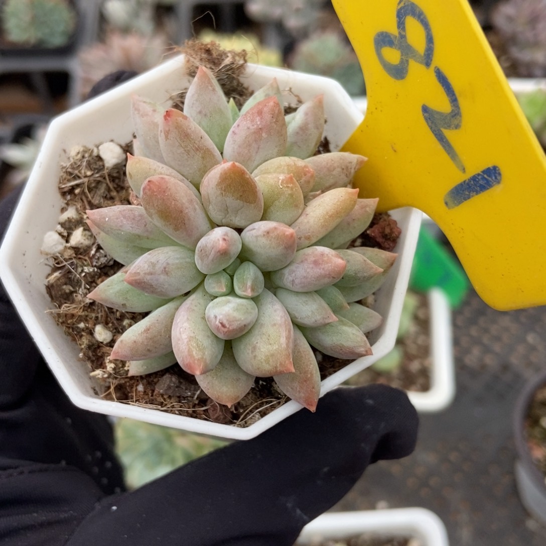 821所罗门多肉植物保护