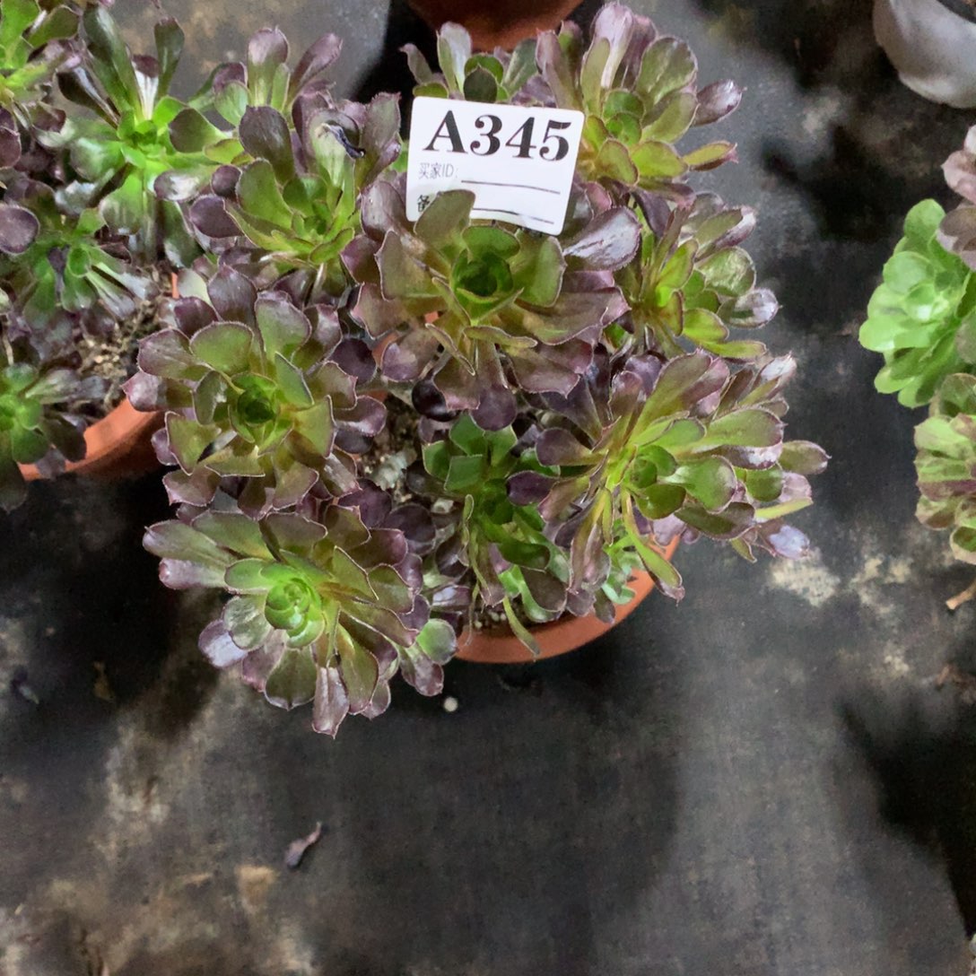 三色黑法师345法师多肉有断支22000000