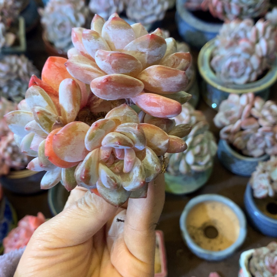 想好再拍，退了拉黑，理性购物