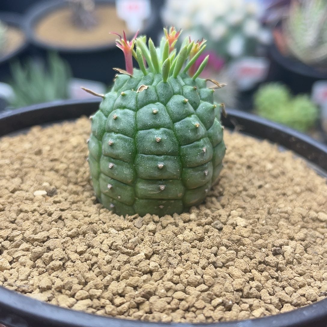 实生红刺玉米尤群星冠仙人球多肉