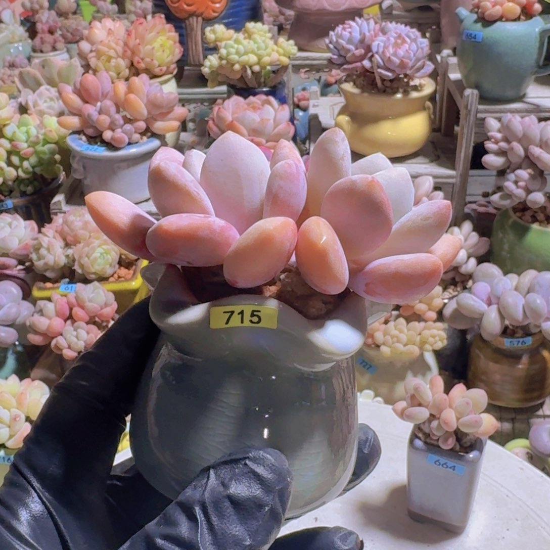 七***安一物一拍编号715 