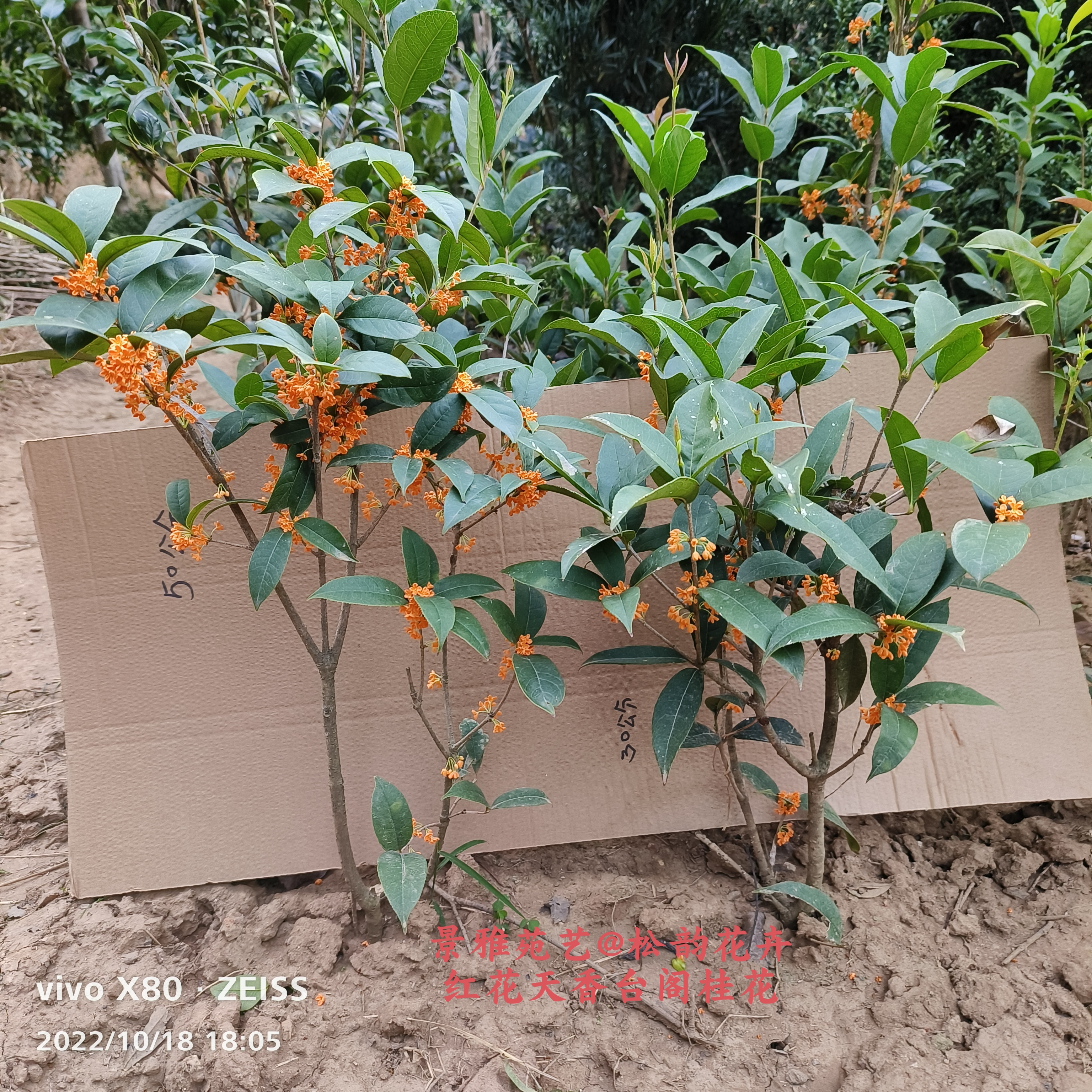 红花天香台阁桂花正宗原生四季桂花盆栽清香浓郁型橘红色花卉庭院