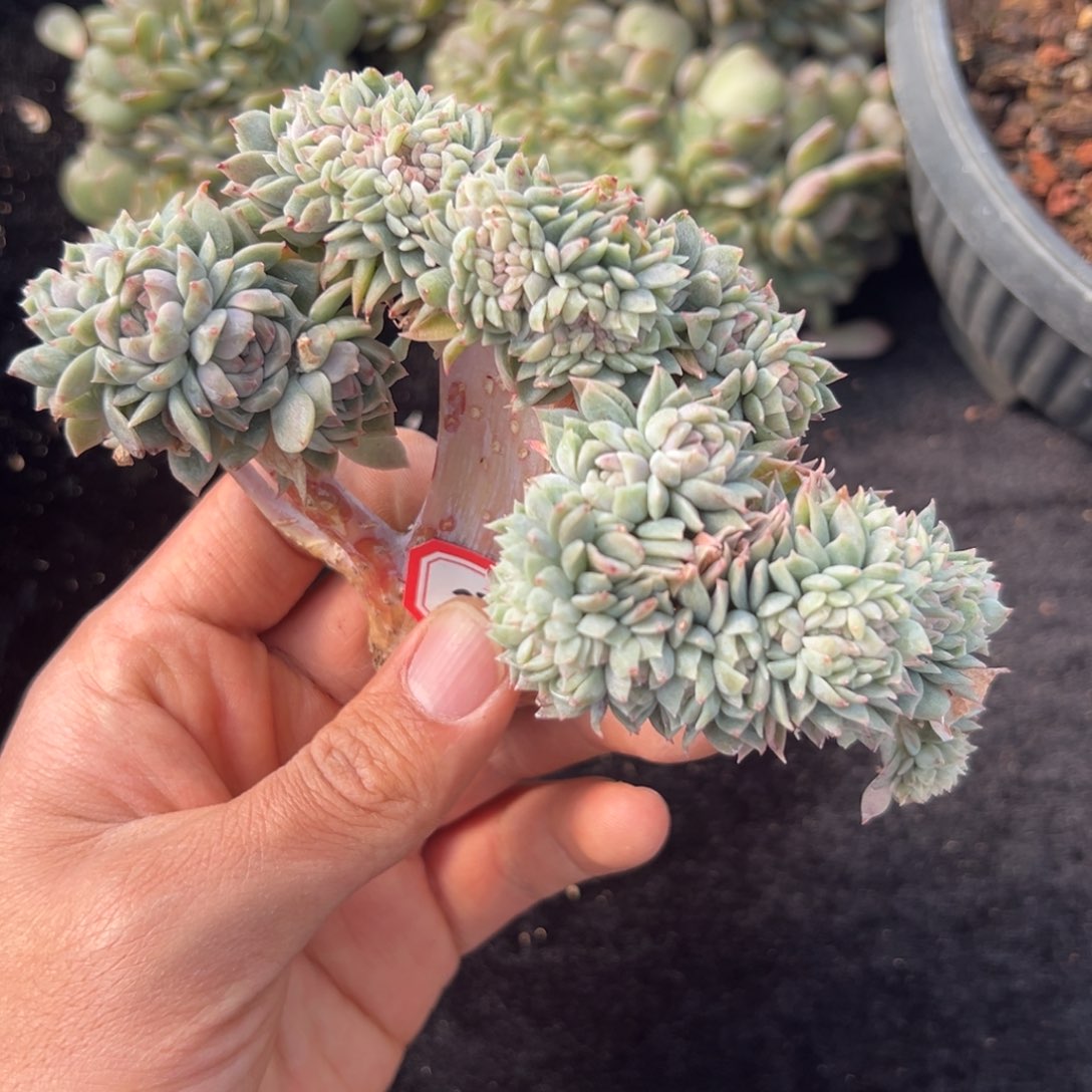  新年快乐新年快乐