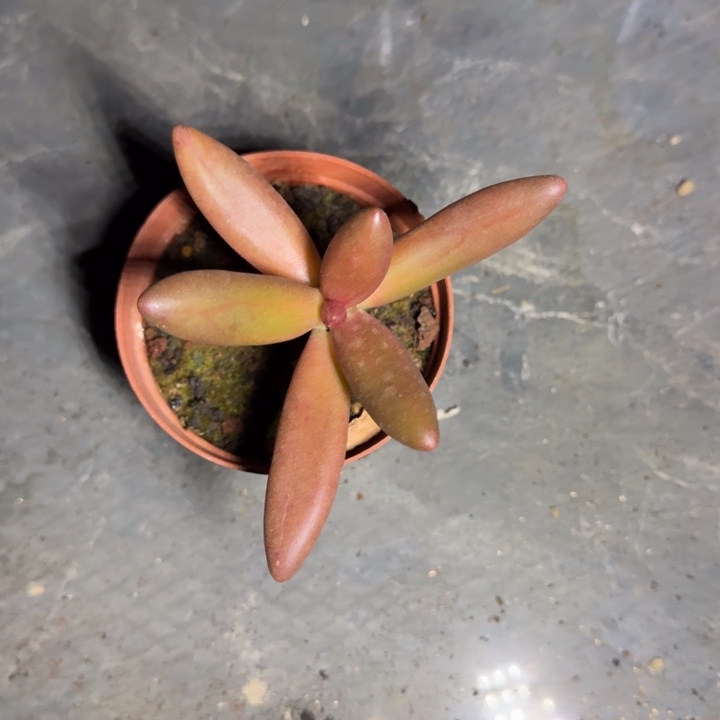 椰子树 单头  一物一拍