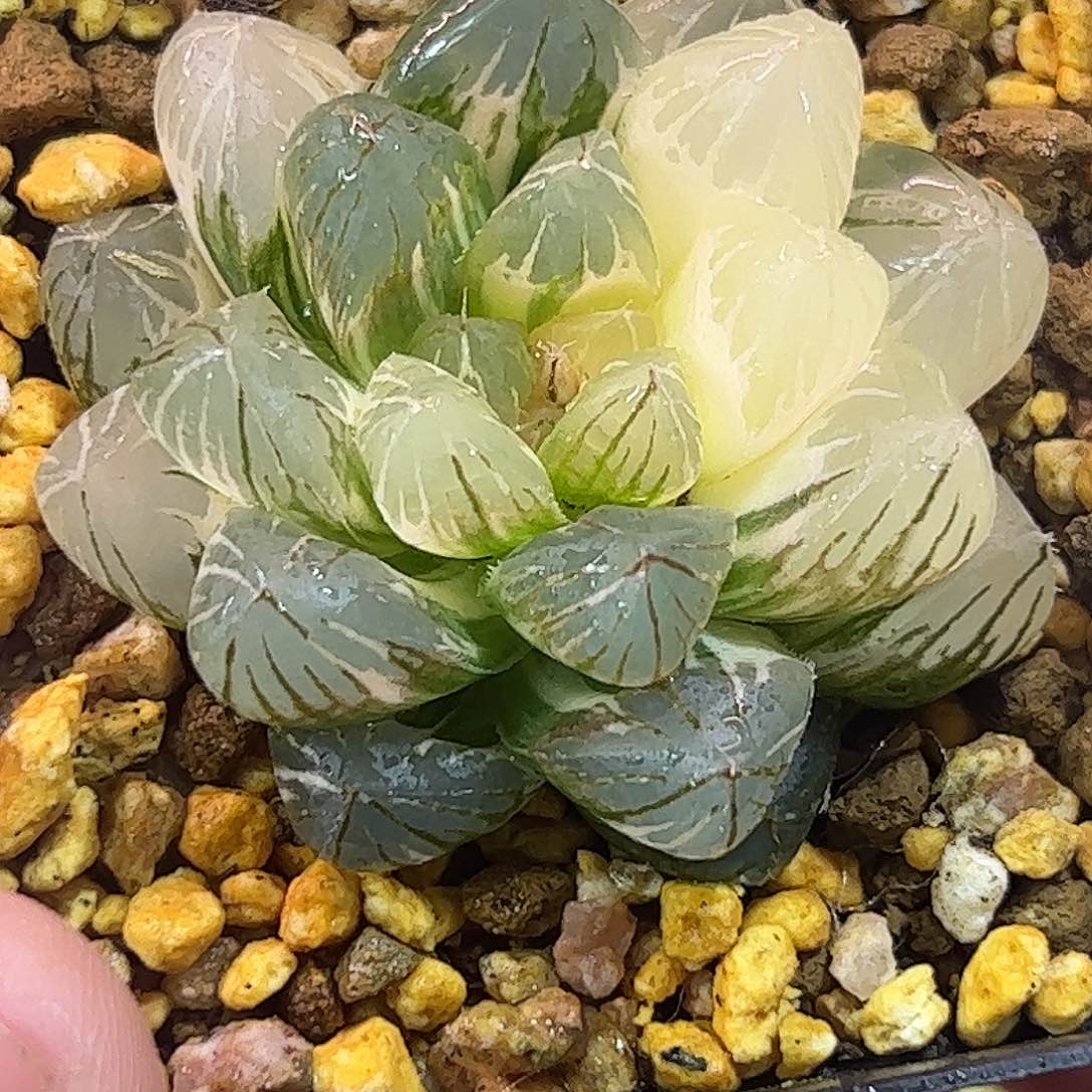 龙爪锦十二卷多肉植物满