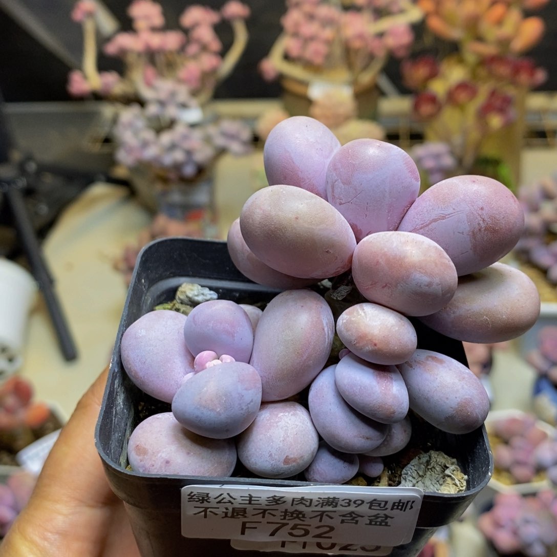 752橙奶多肉肉6c m