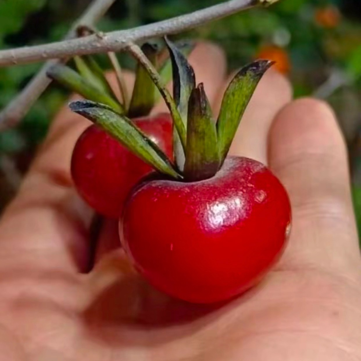 老鸦柿观果盆景耐寒抗冻易养活拍品加10米中通快递发货