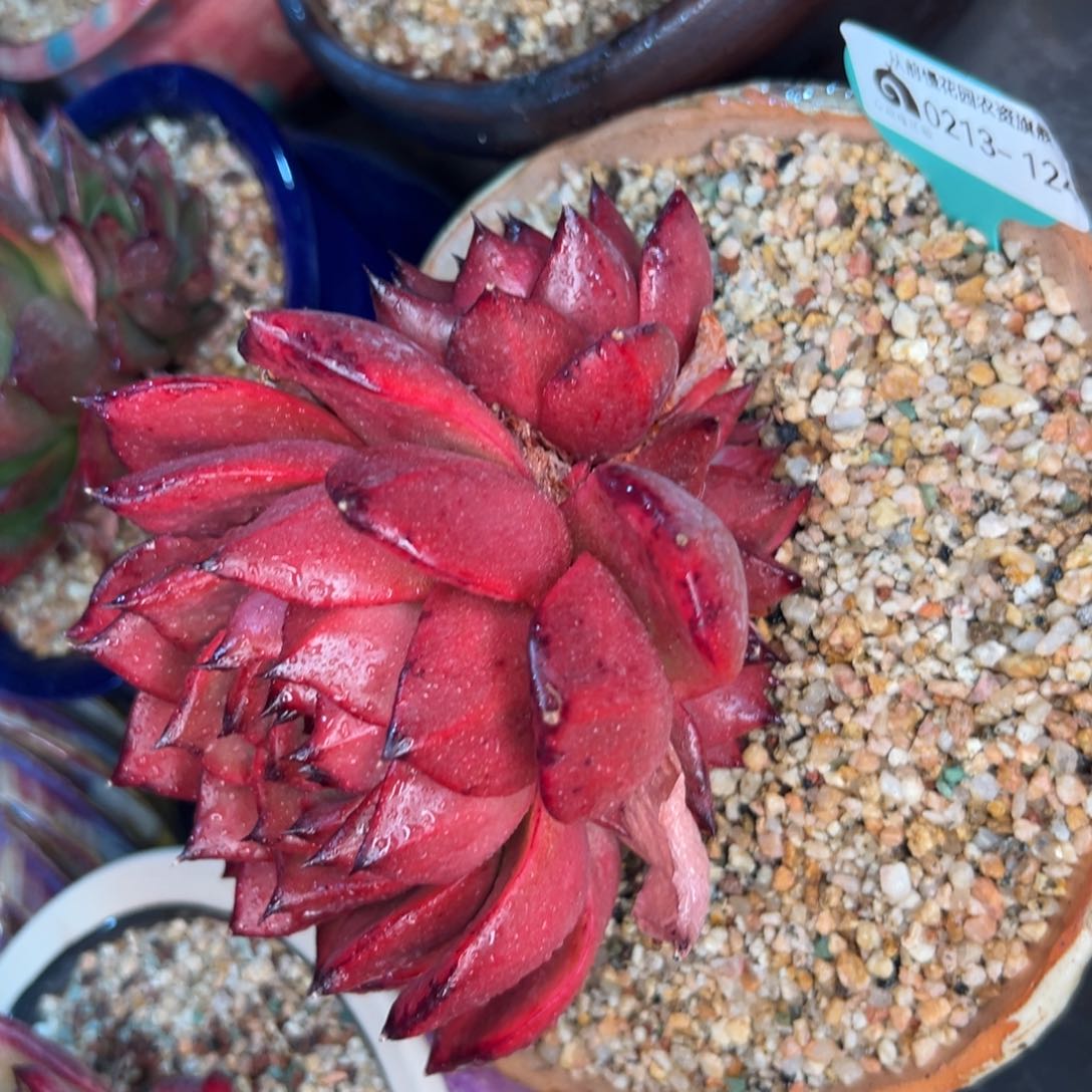 多肉一物一拍0213-124