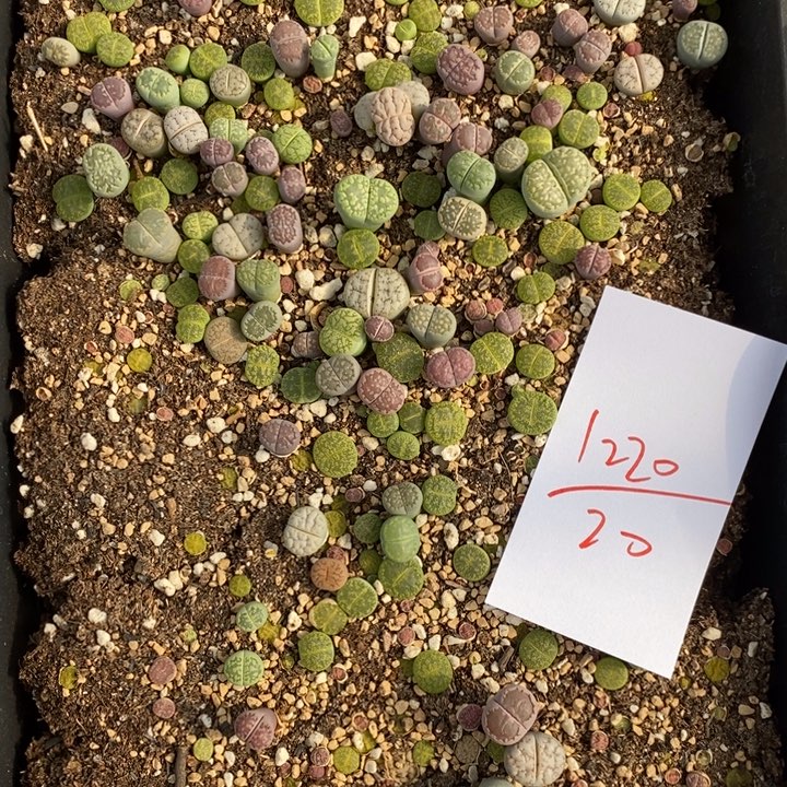 1220生石花一筐腿长