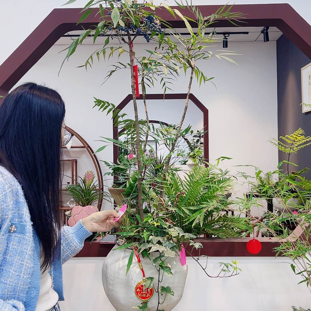 高端绿植一物一拍