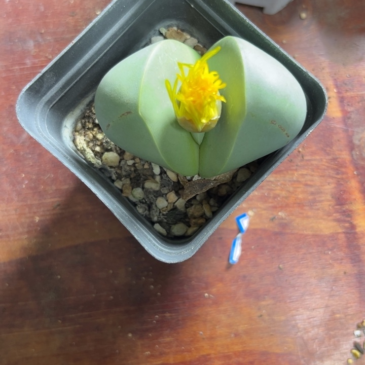 胡***嘚可爱多肉嘟嘟金铃734