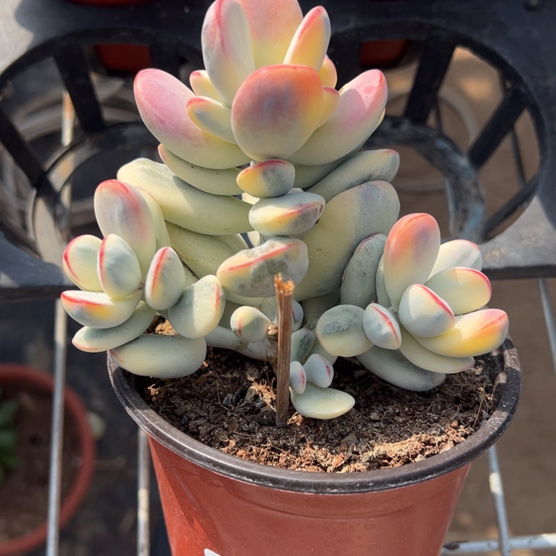 多肉乒乓福娘锦2498号