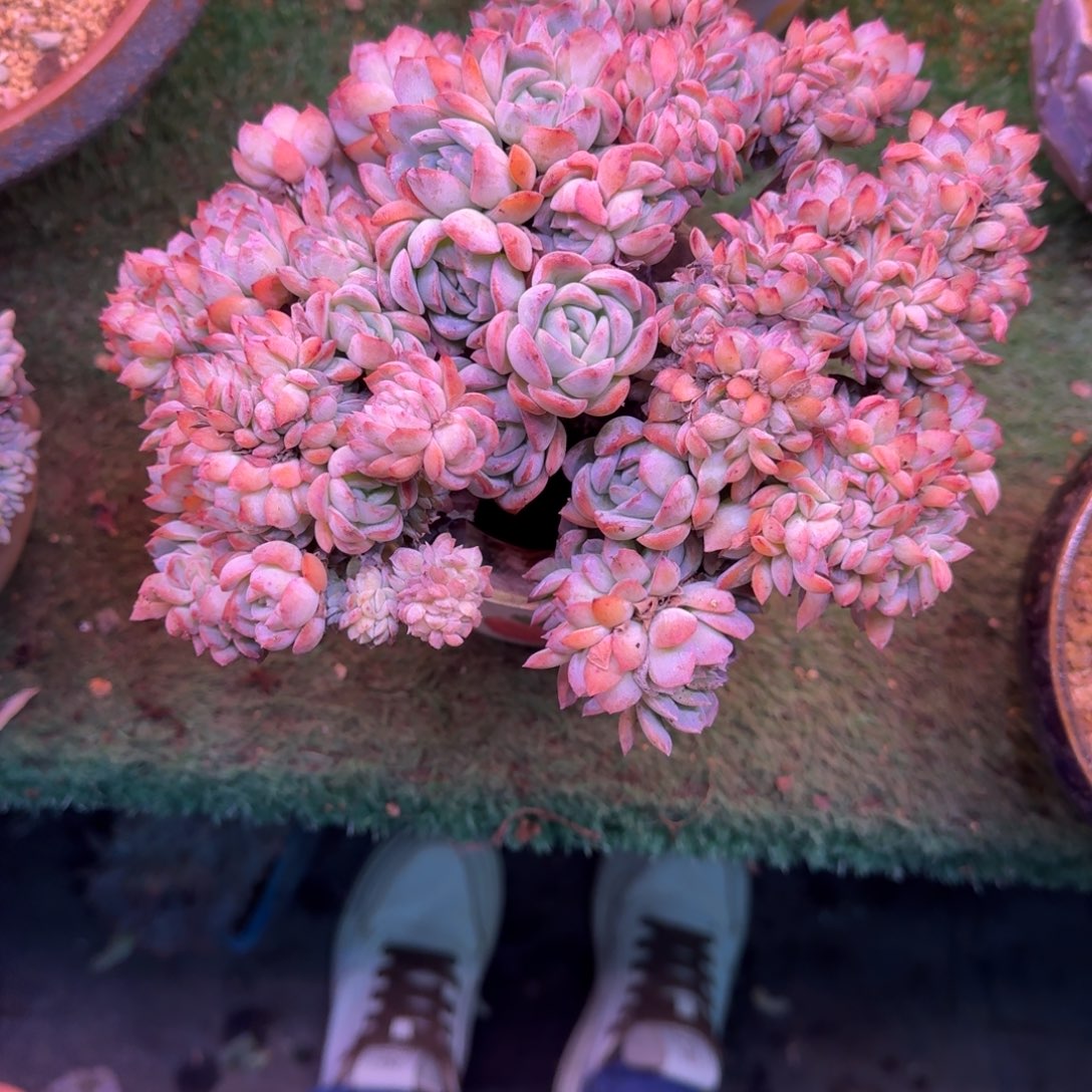 莎莎女王缀化树无砍