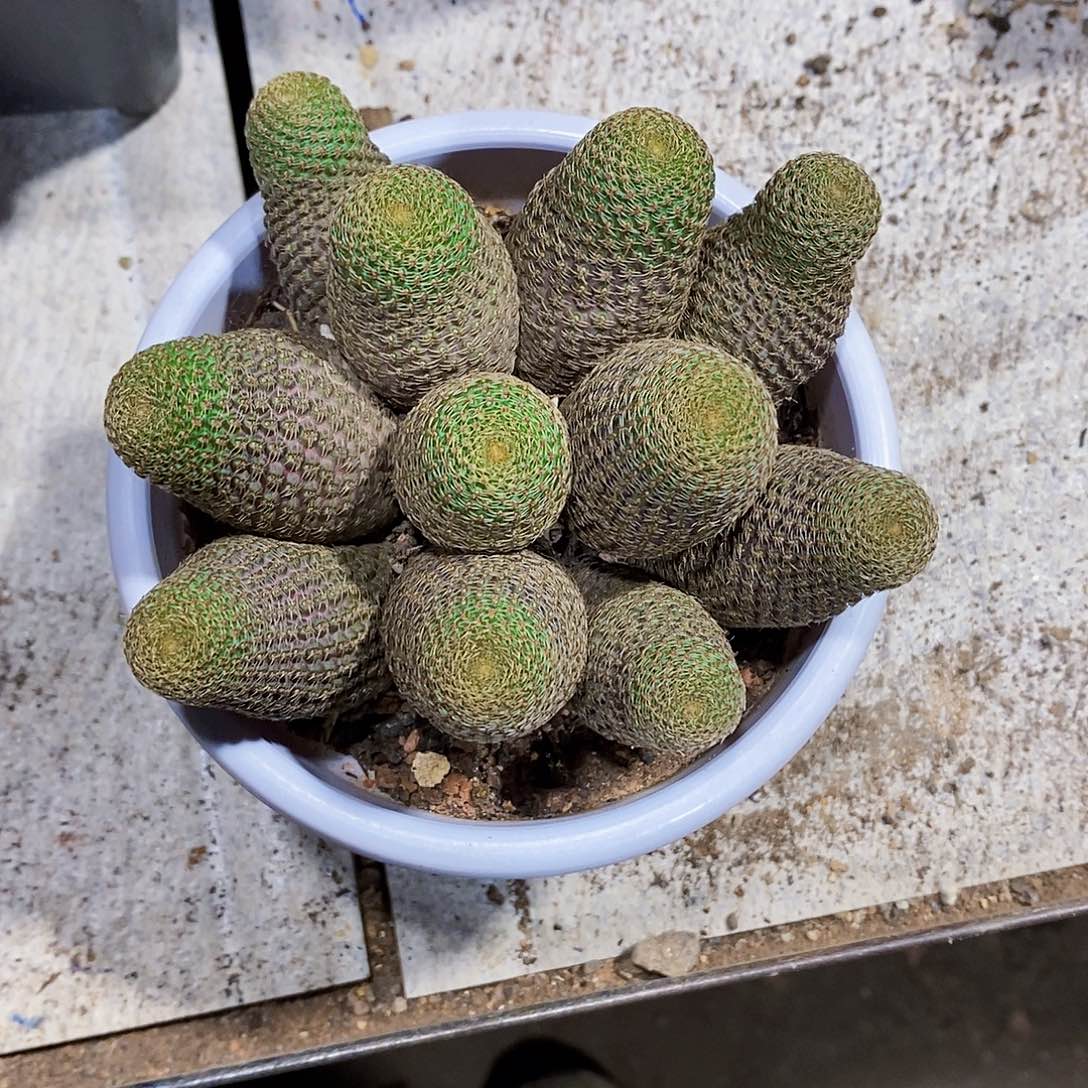 乌***石黑鞋子1111111111111个