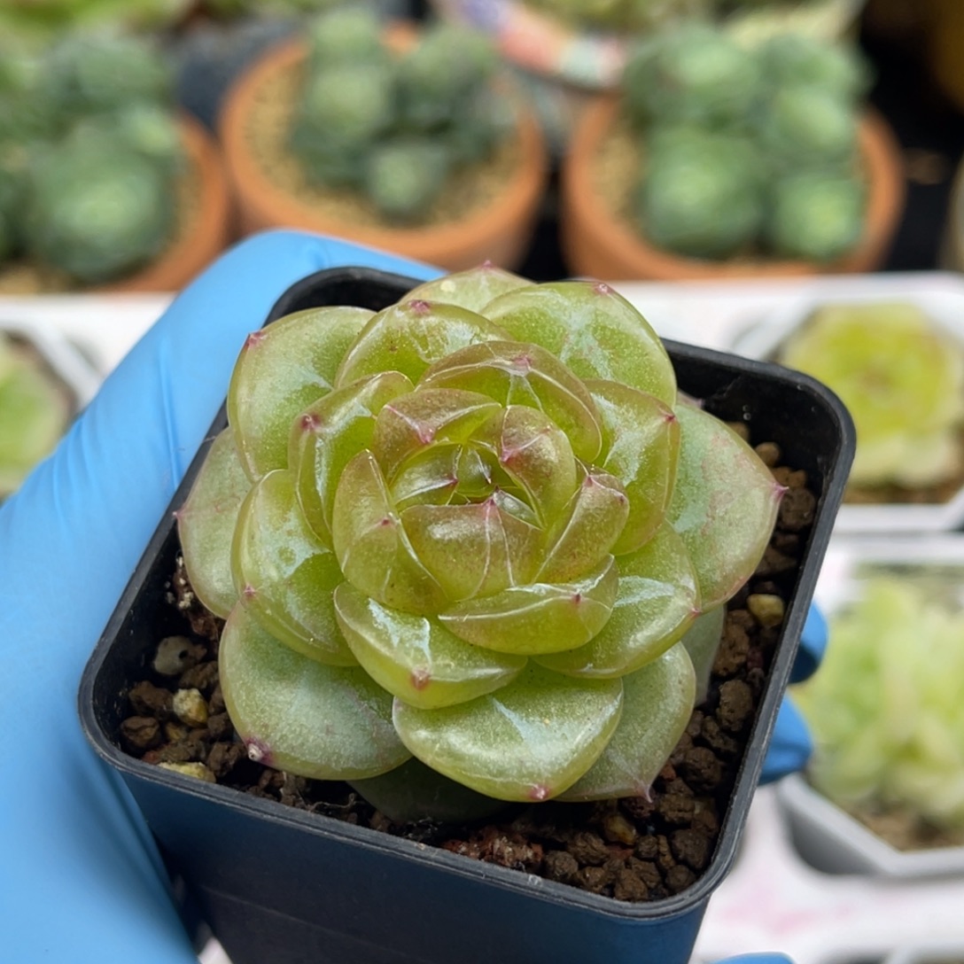 B567 珍妮 多肉植物