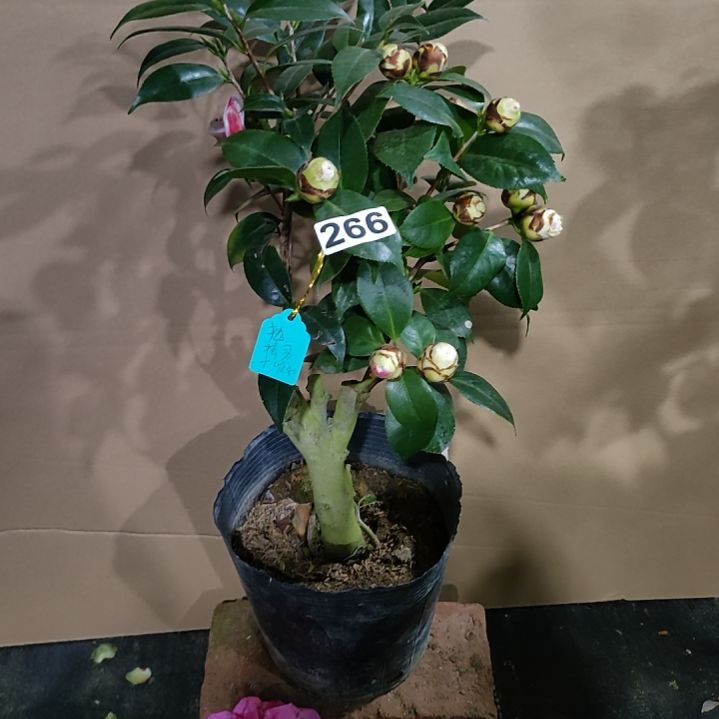 266孔雀精灵，维和之荣，原盆原土发货