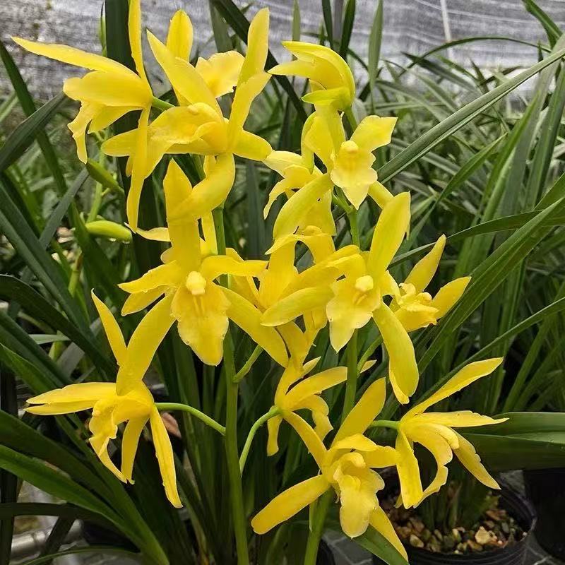 精品兰花【黄金小神童】苗子原盆原土室内高档好养花卉