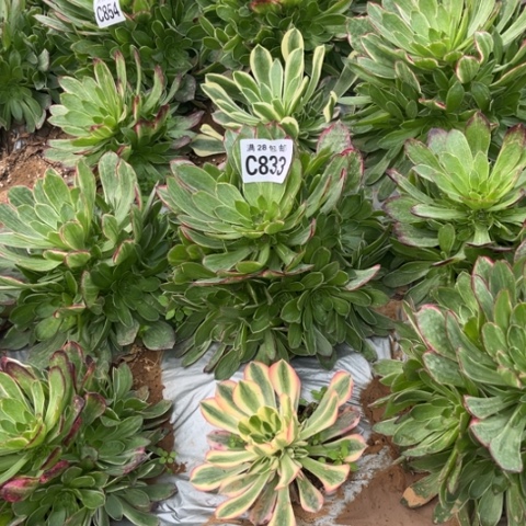 833万彩灯不包断枝