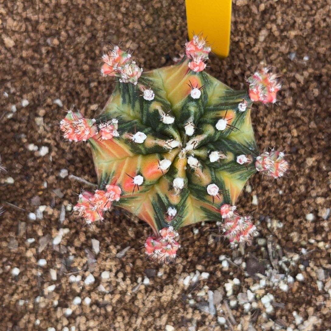 L598-1226泰国发货 玛丽团团转