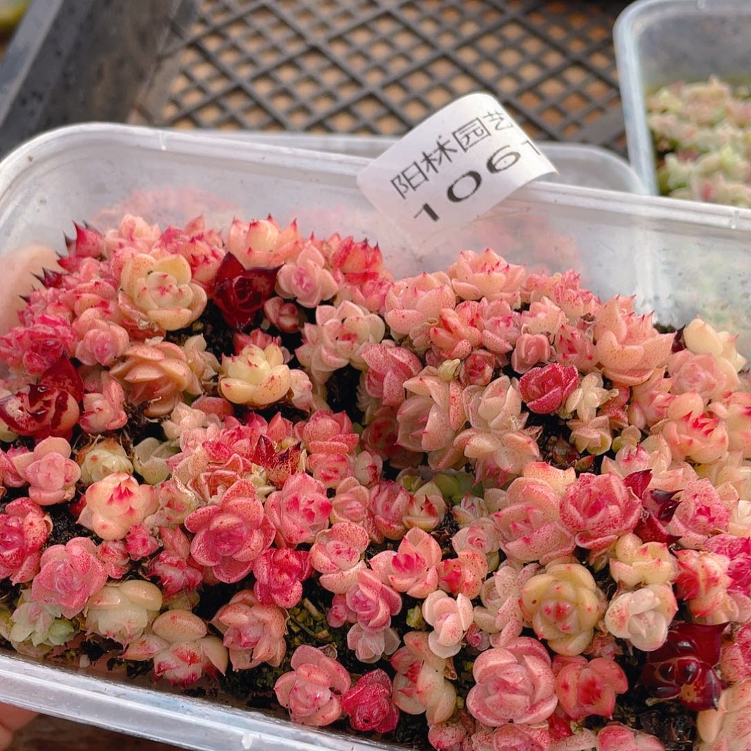 多肉植物多肉植物1061