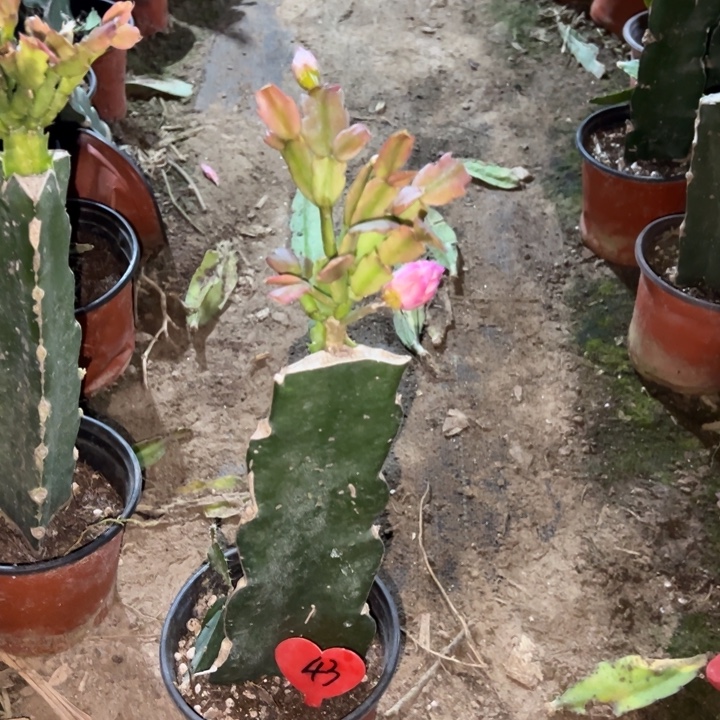 *****当前无花栽培后可以开花073  43