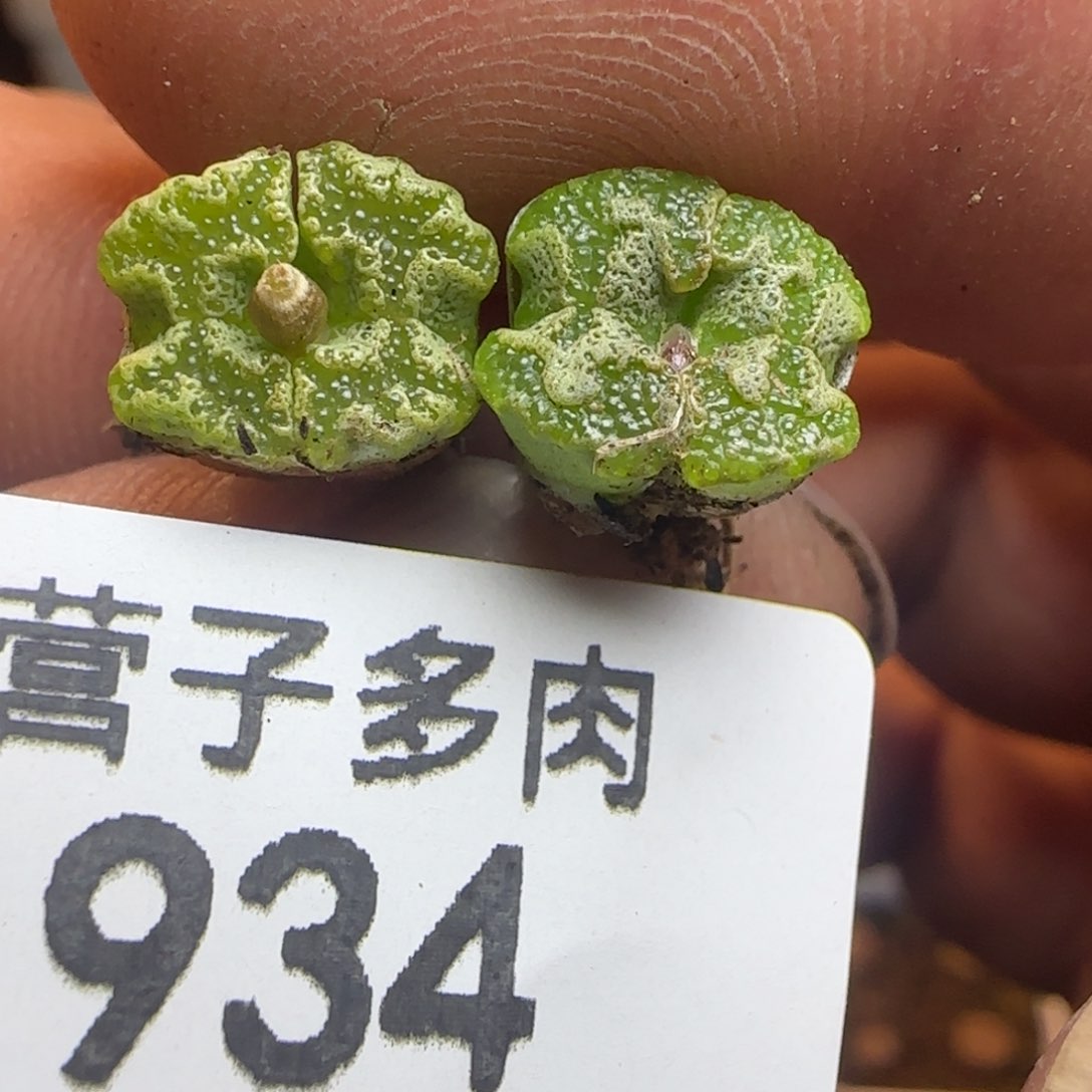 泡泡勋章。           