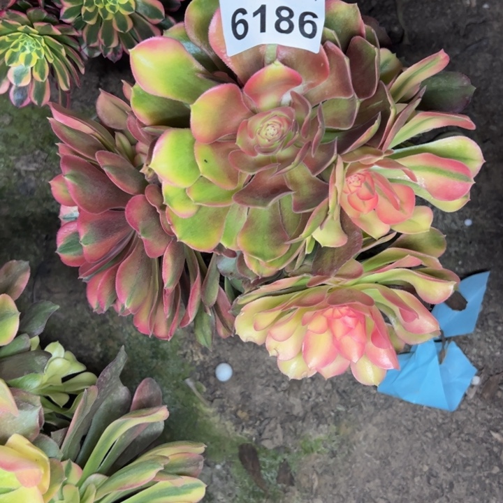 6186南洛神多肉植物