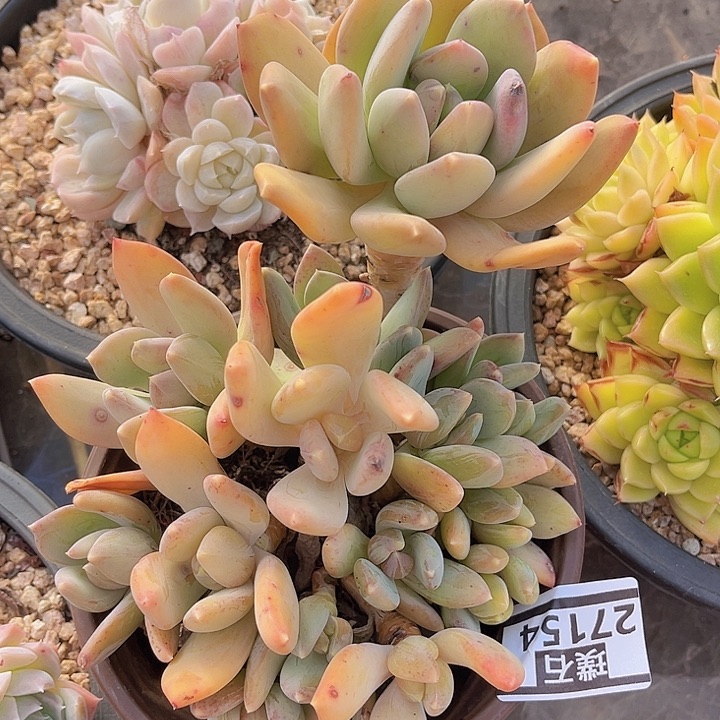 海洋之星27154多肉植物