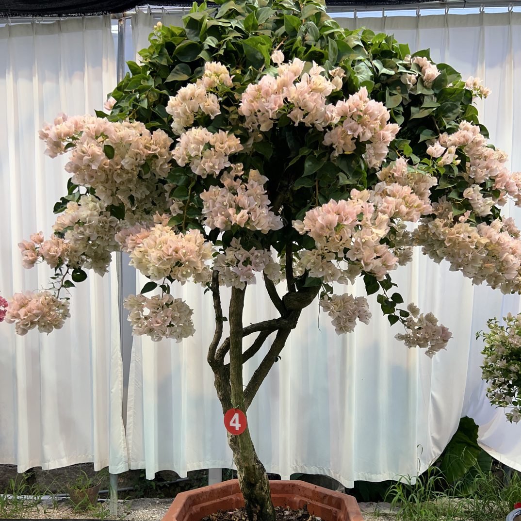 三角梅花盆栽原盆土带花发货四季花卉高品质