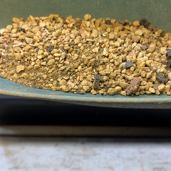 小暖专用土适合7cm