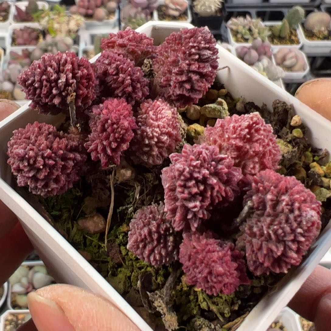 朱紫玉特价福利款多肉植物