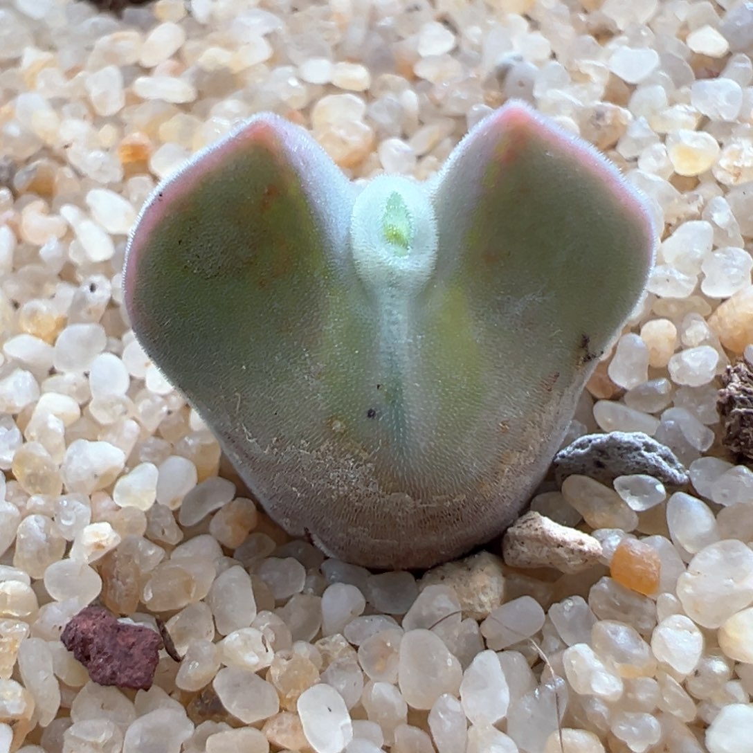 326。赞赞福利。青蛙优选大眼空蝉 