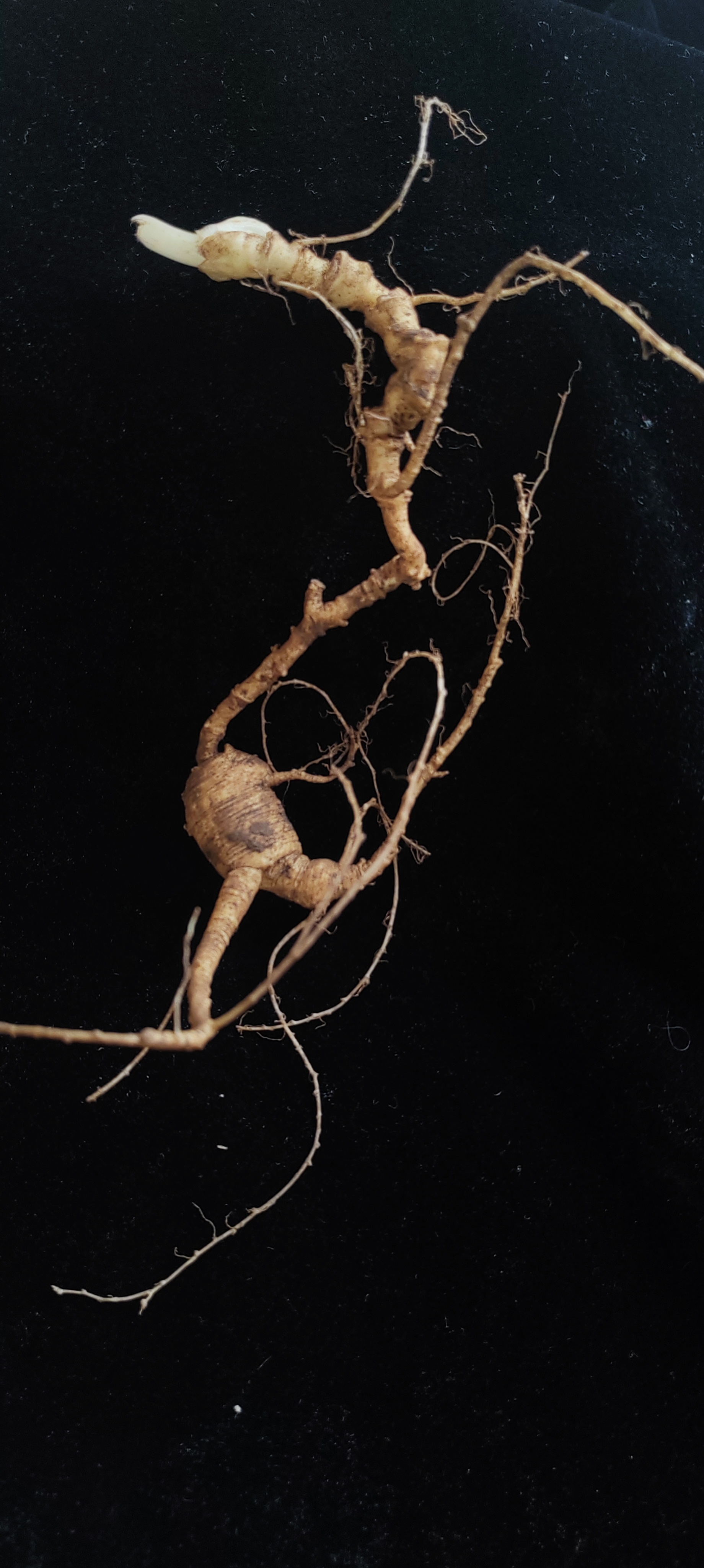 长白山高年份林下鲜参，改价链接，以直播间为准