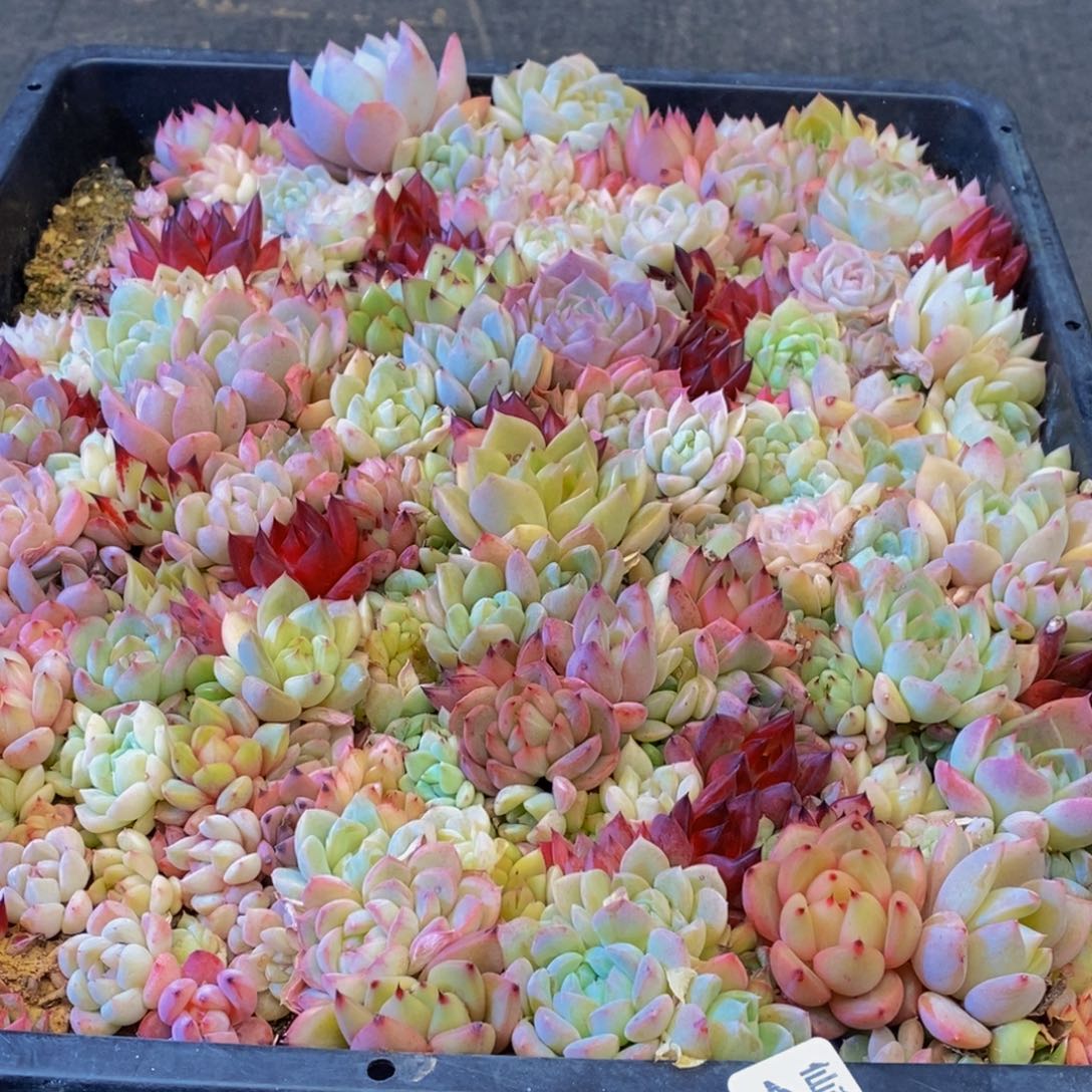 单***蝶483多肉植物保护研究所所长的