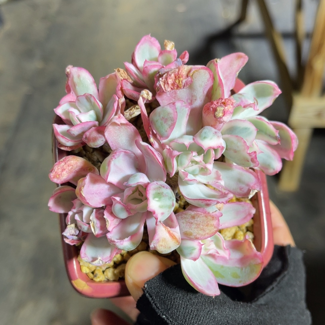 伯克利锦一物一拍不支持退换