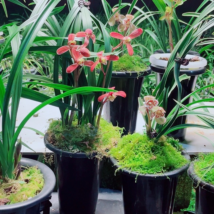 春***开完全开放一物一漂亮开花