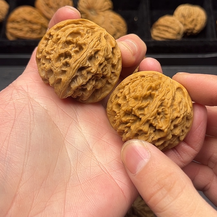 木质类秦岭突突突突突突突