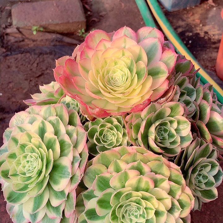 玉姿捧花，多肉植物