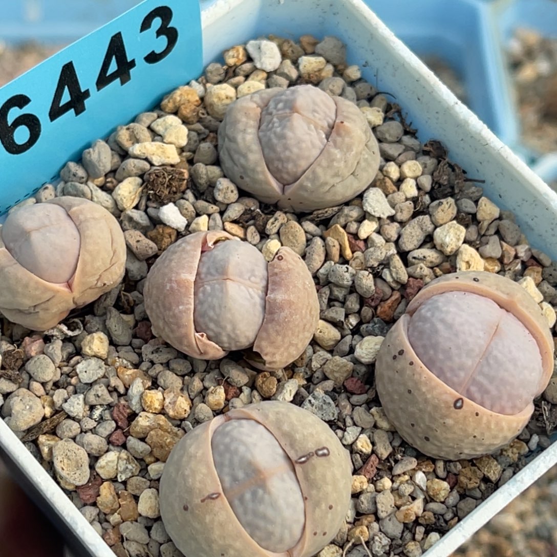 6443高尔夫五颗。   