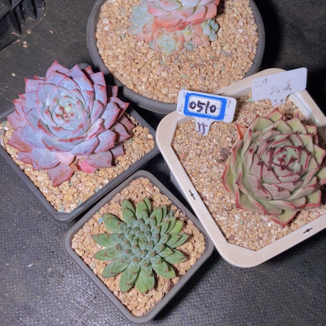 星***谷0510单头四颗一组寄养