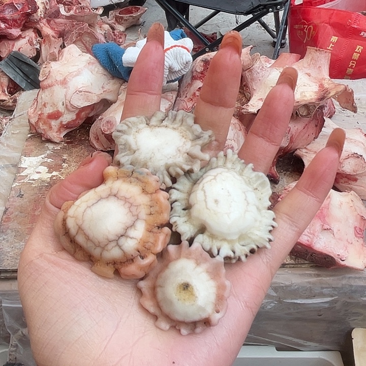 文***养殖鹿骨三界牌子
