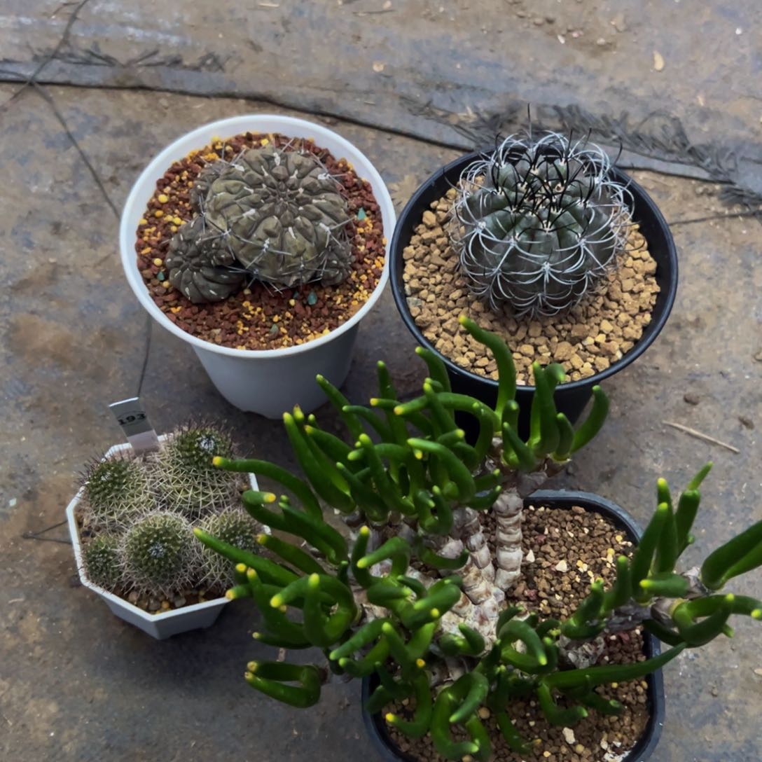 用****4仙人球多肉植物带盆土发货